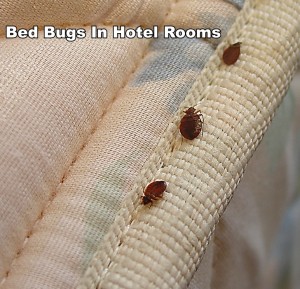Bed Bugs in Hotel Rooms